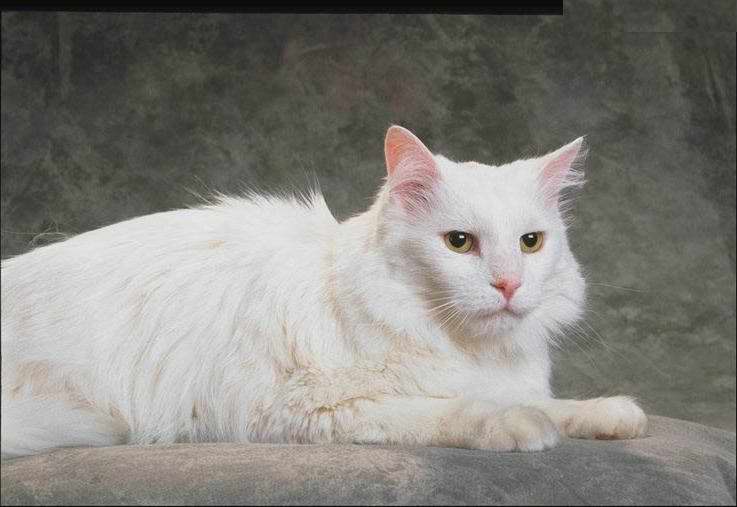 Gatti (44)